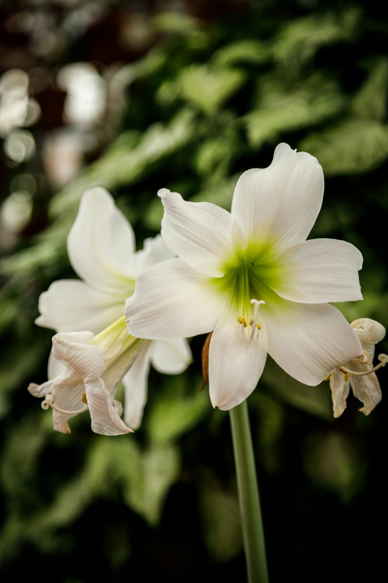 Waarom Amaryllissen een Geweldige Keuze zijn voor je Tuin