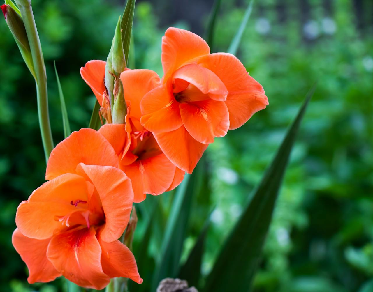 Het Planten van Amaryllis Bloembollen: Een Stapsgewijze Gids
