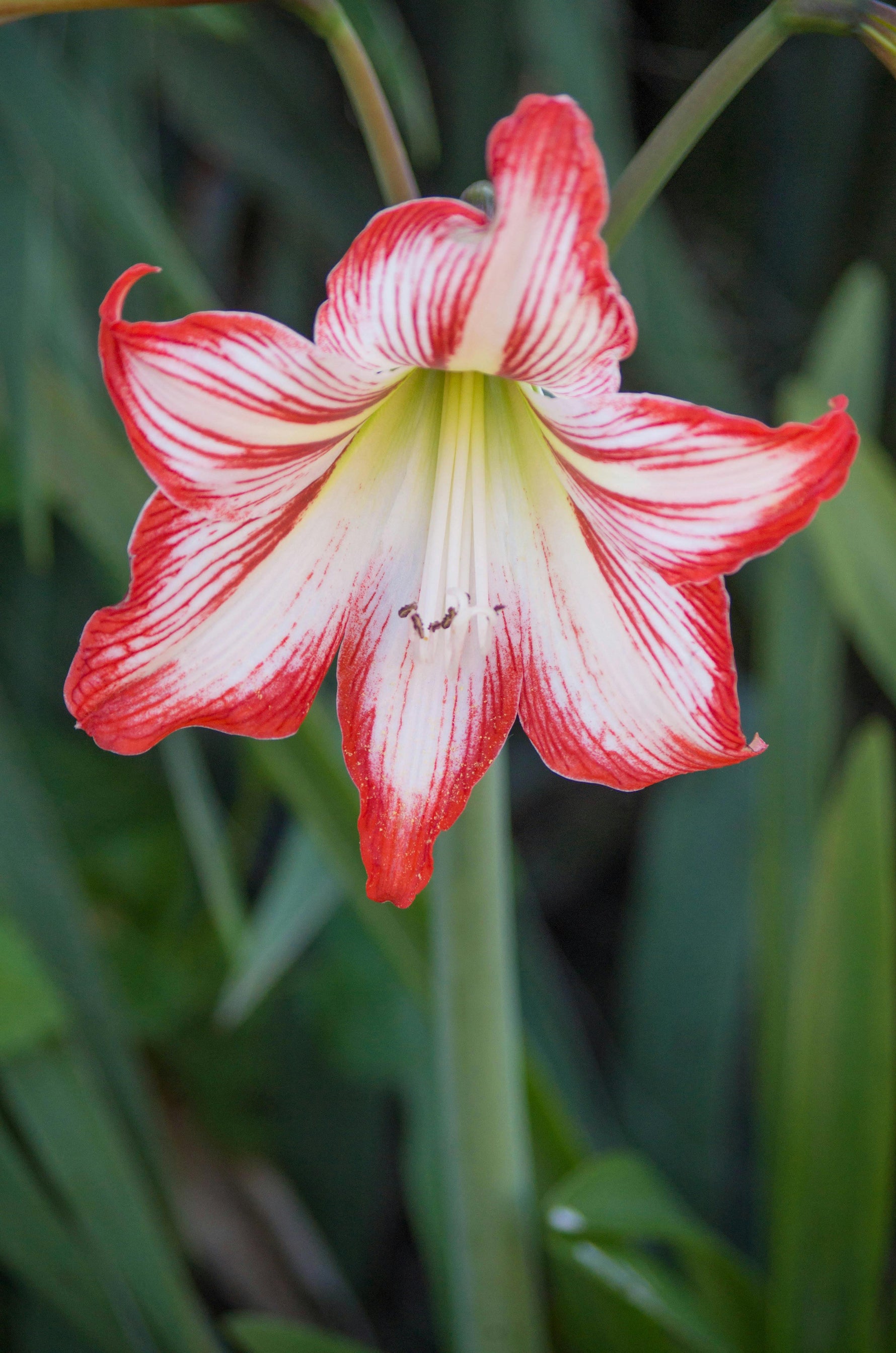 De Top 5 Amaryllissen van Amaryllis4you
