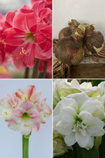 Amaryllis Pink & White Collection 3 pieces